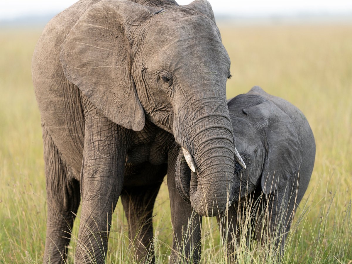 Mother elephant and calf in the Kenyan savannah