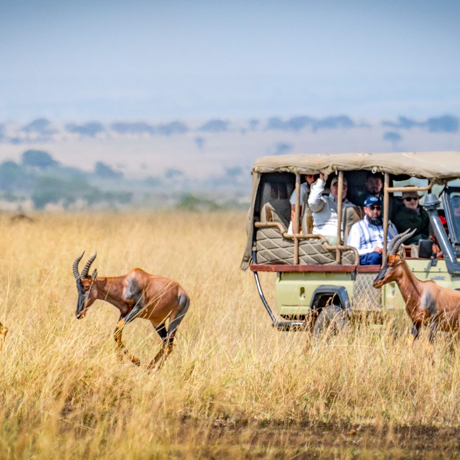 Safari guests watching topi antelope from a game-viewing vehicle