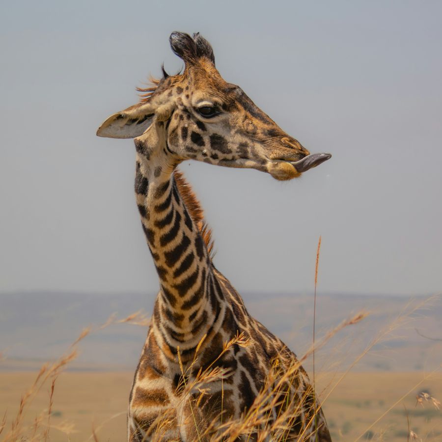 A giraffe surveys the plains at golden hour