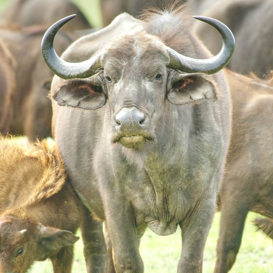 A Cape buffalo bull stands watch over the herd