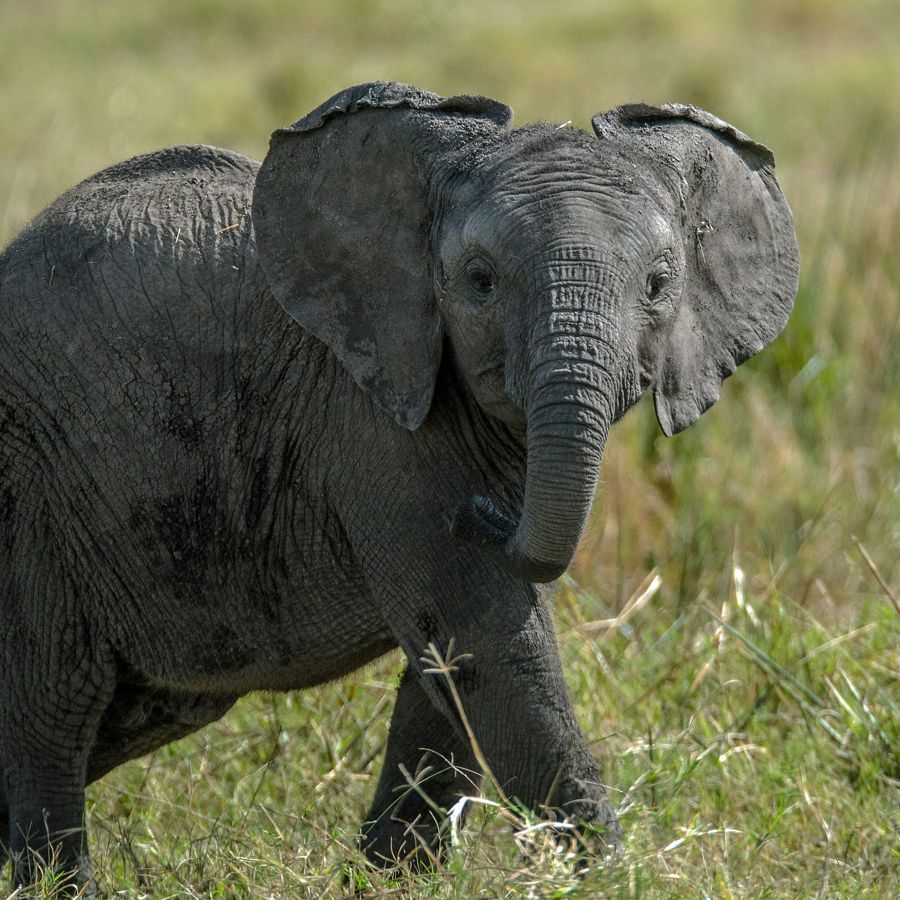 A young elephant calf on the move