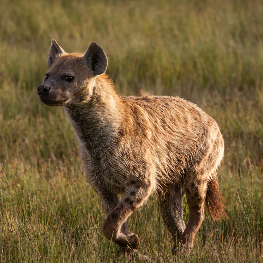 A spotted hyena in the golden evening light