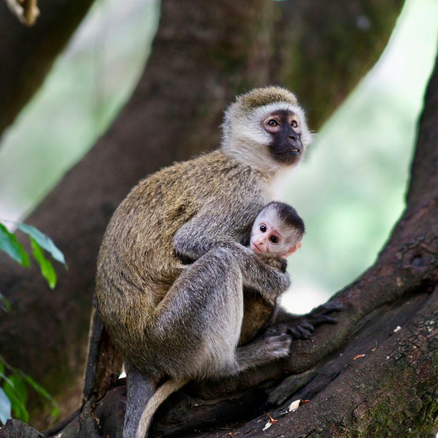 A vervet monkey mother and baby in the treetops