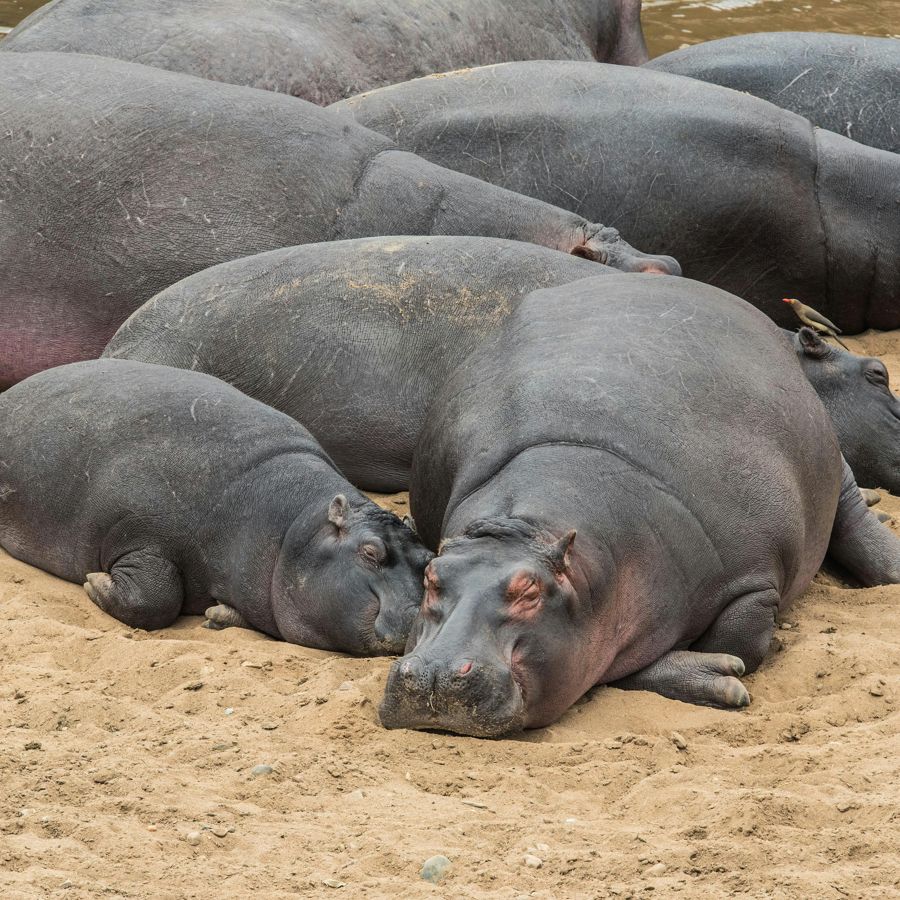 A pod of hippos resting together on the riverbank