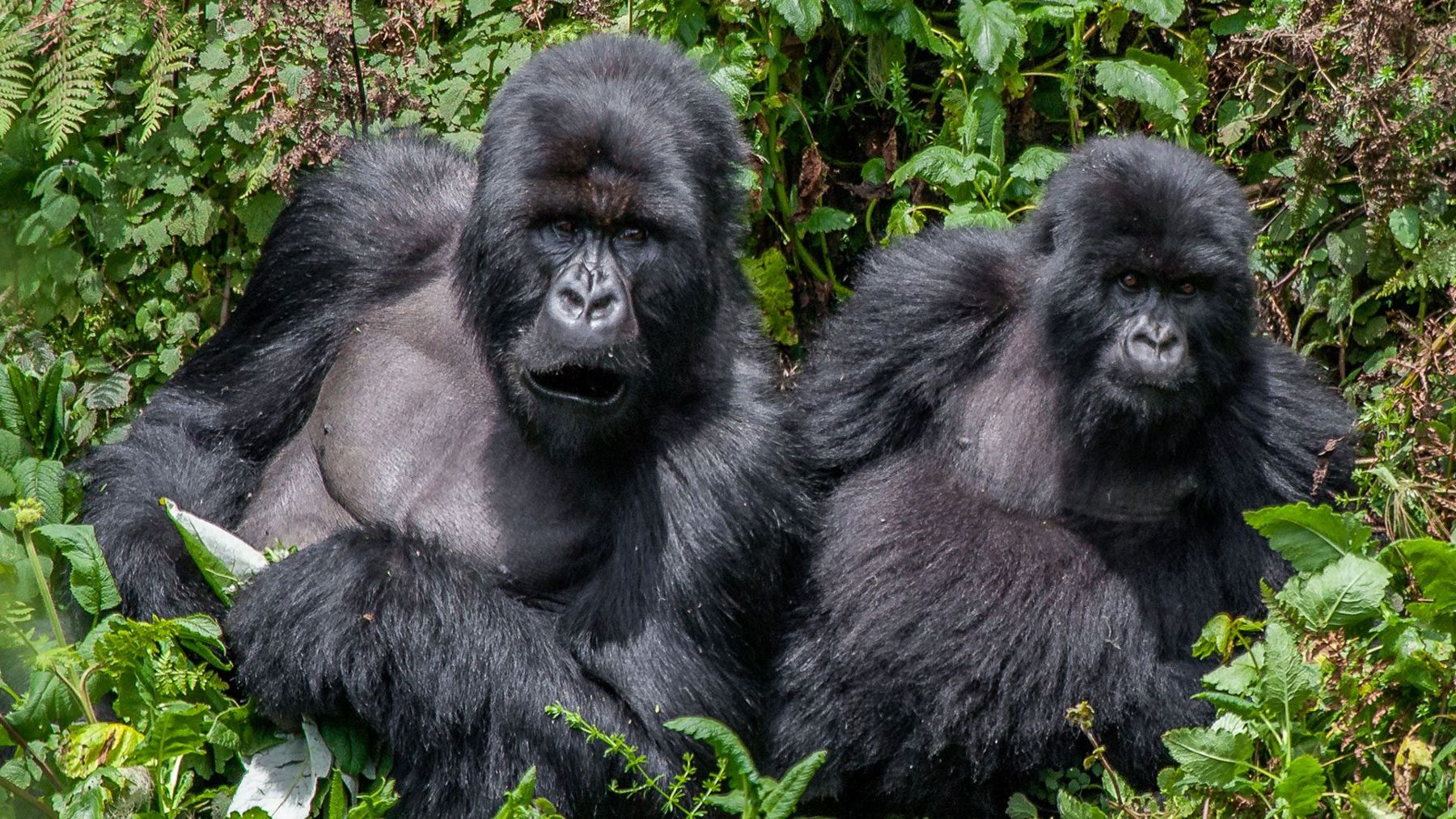 Mountain gorillas in the misty forests of Bwindi, Uganda