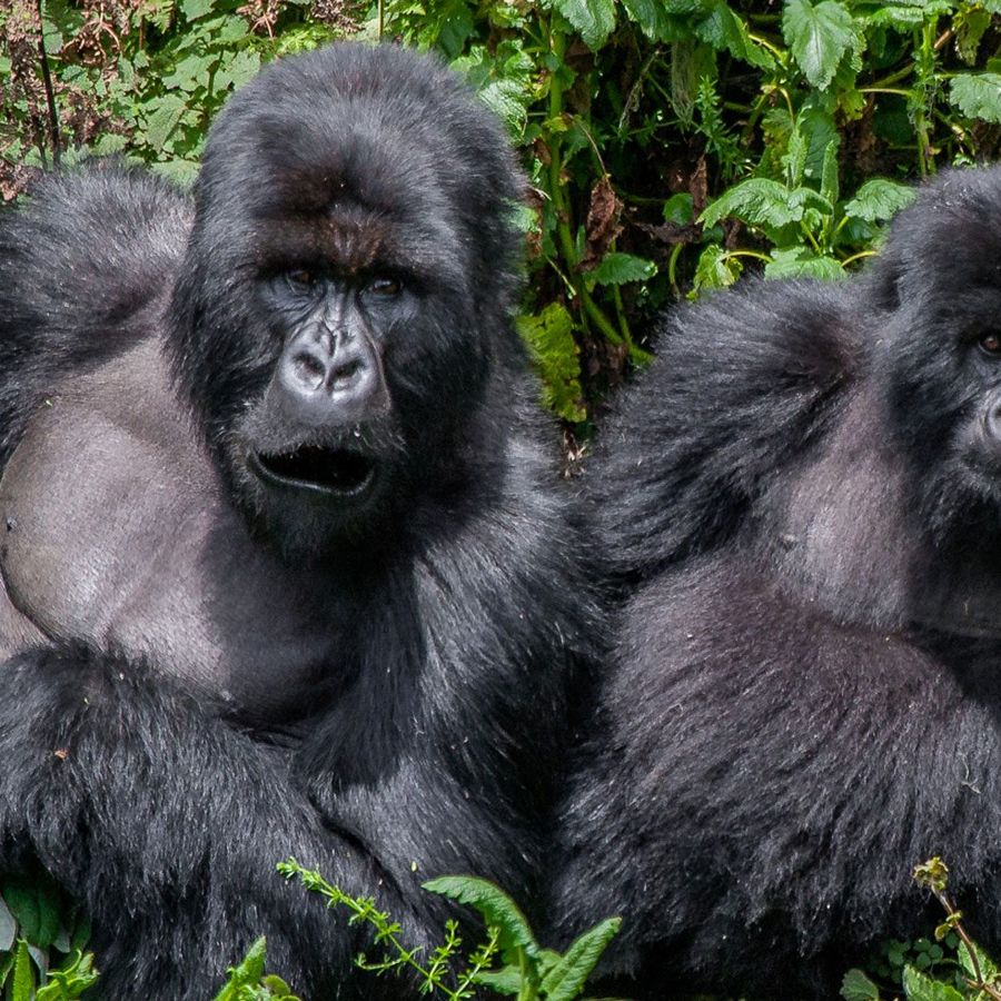 Mountain gorillas in the misty forests of Bwindi, Uganda