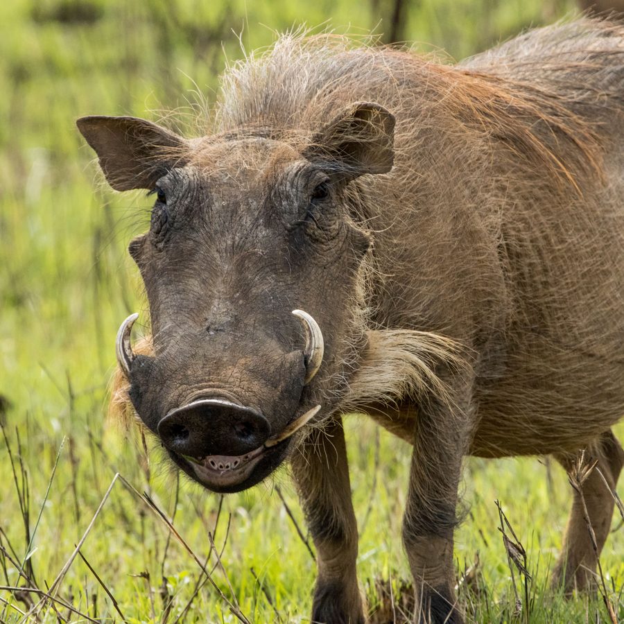 A warthog pauses in the grass