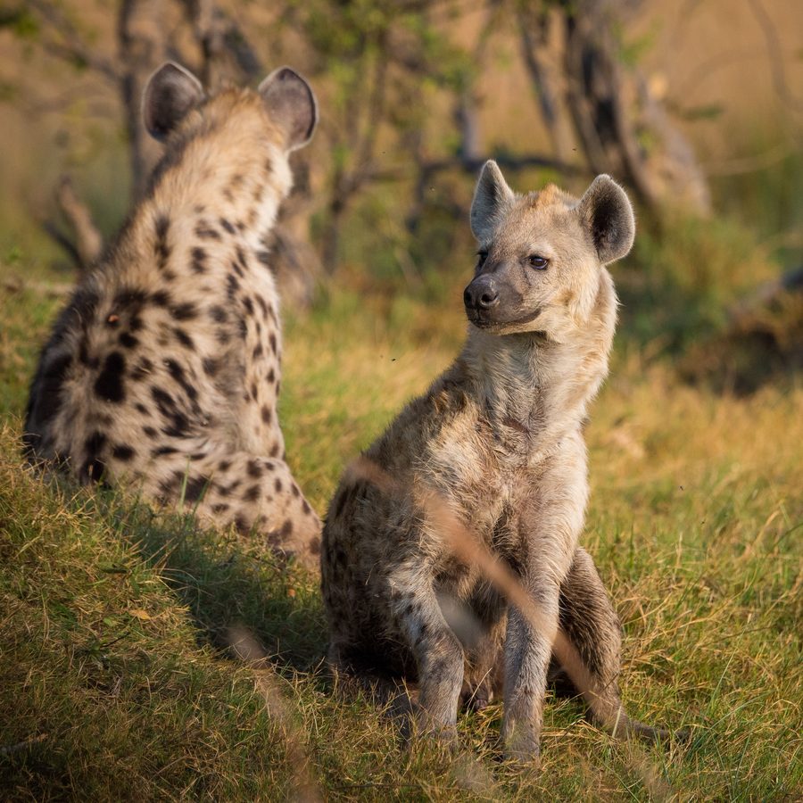 Spotted hyenas resting in the early morning light