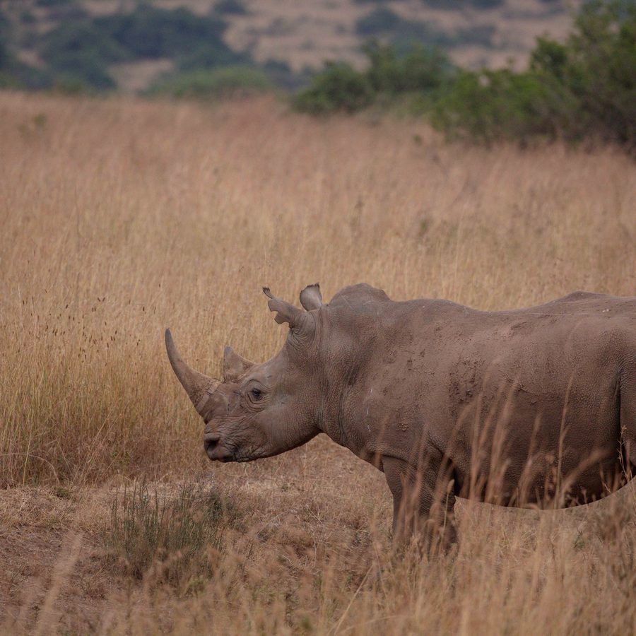 A rhino grazing in golden grassland