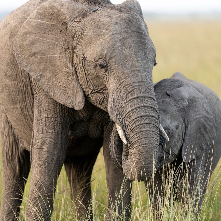 Mother elephant and calf in the Kenyan savannah