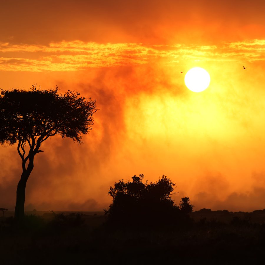 Sunset over an acacia tree on the savannah