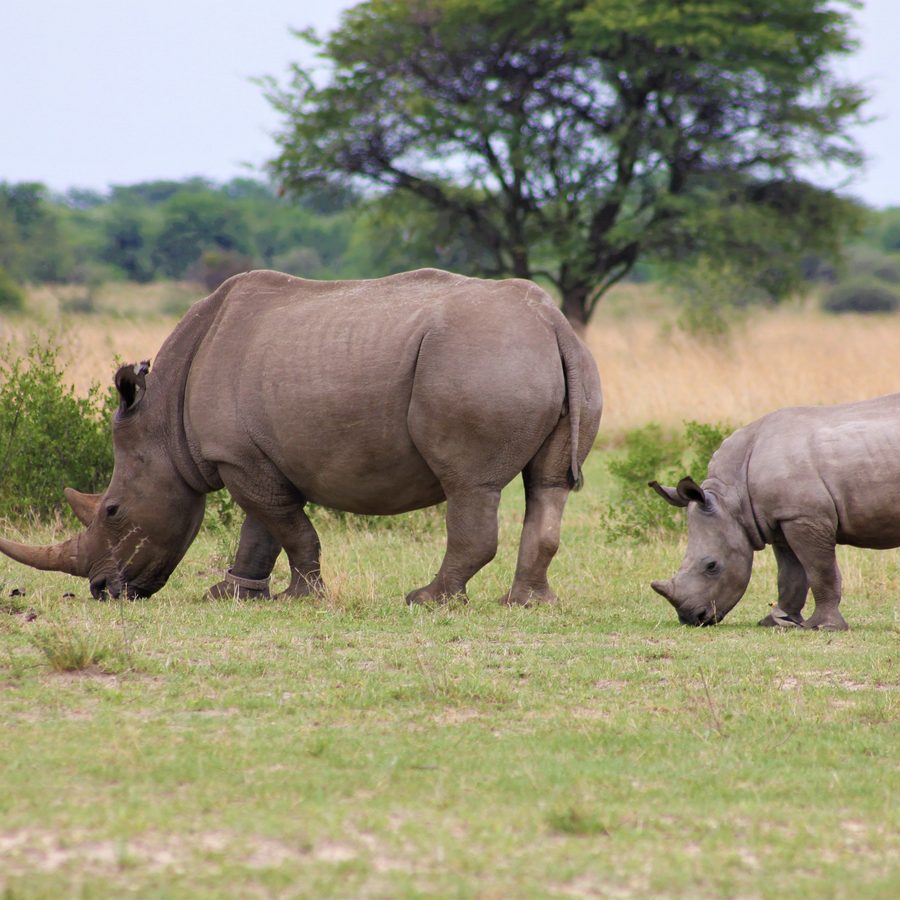 Mother rhino and calf grazing together