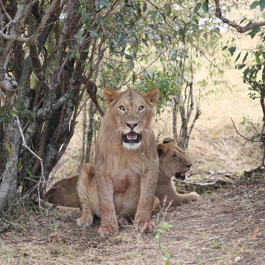 A pride of lions resting in the shade of the bush