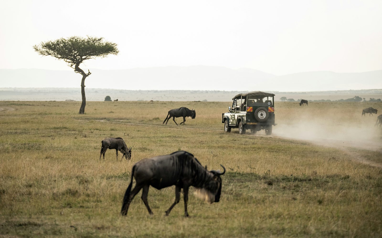 Safari jeep passing wildebeest under an acacia tree