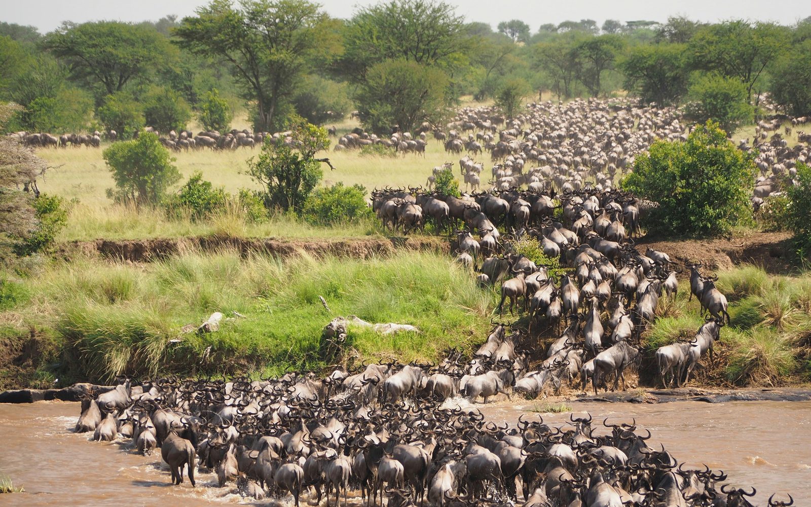 Wildebeest crossing the Mara river during the migration