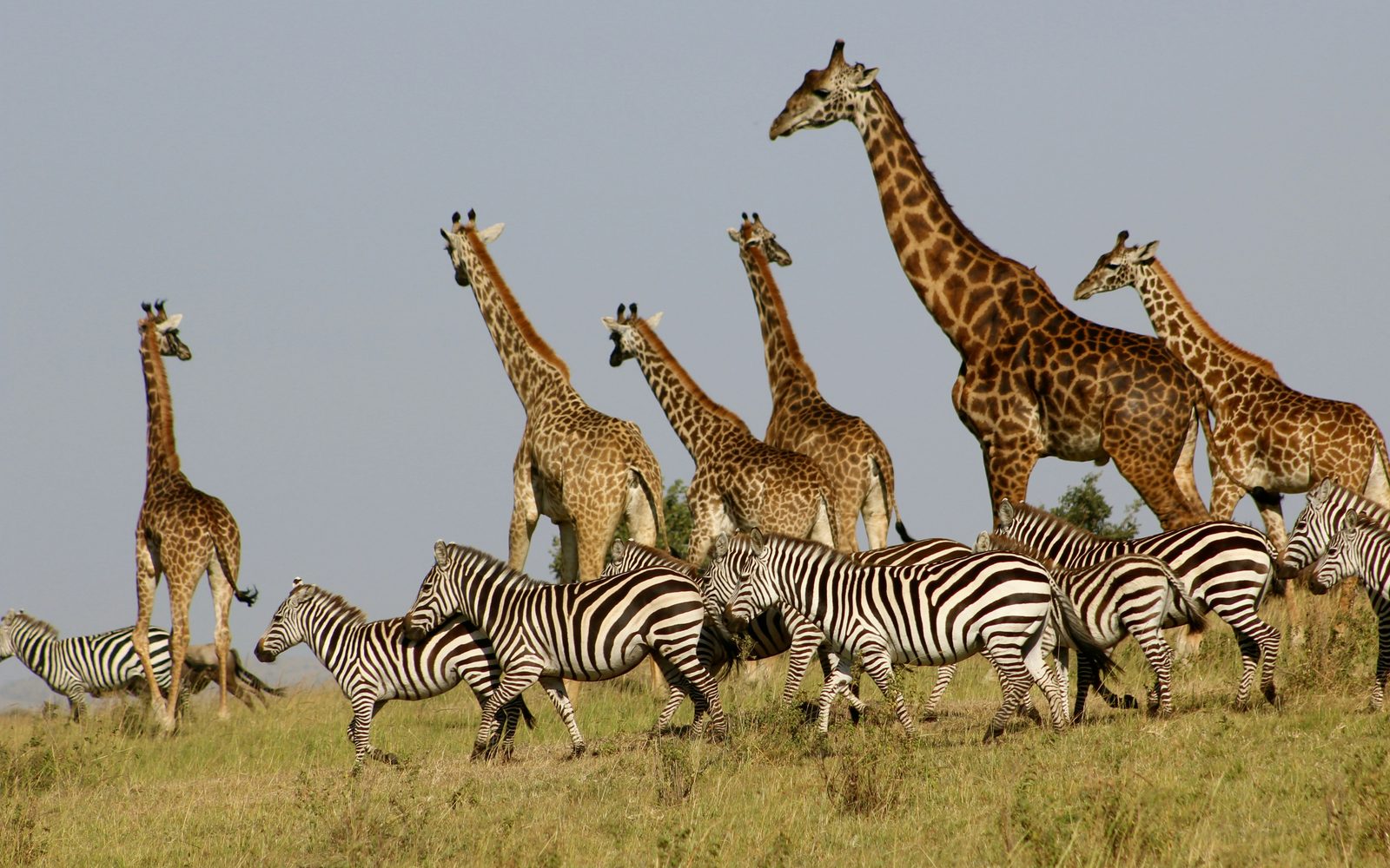 Giraffes and zebras grazing together on the savannah