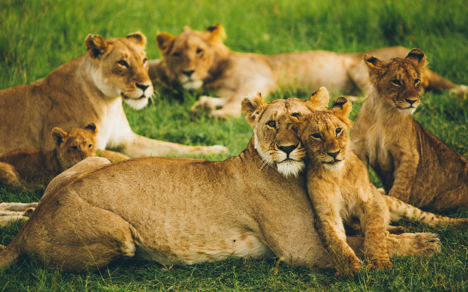 Lion pride resting together in the grass