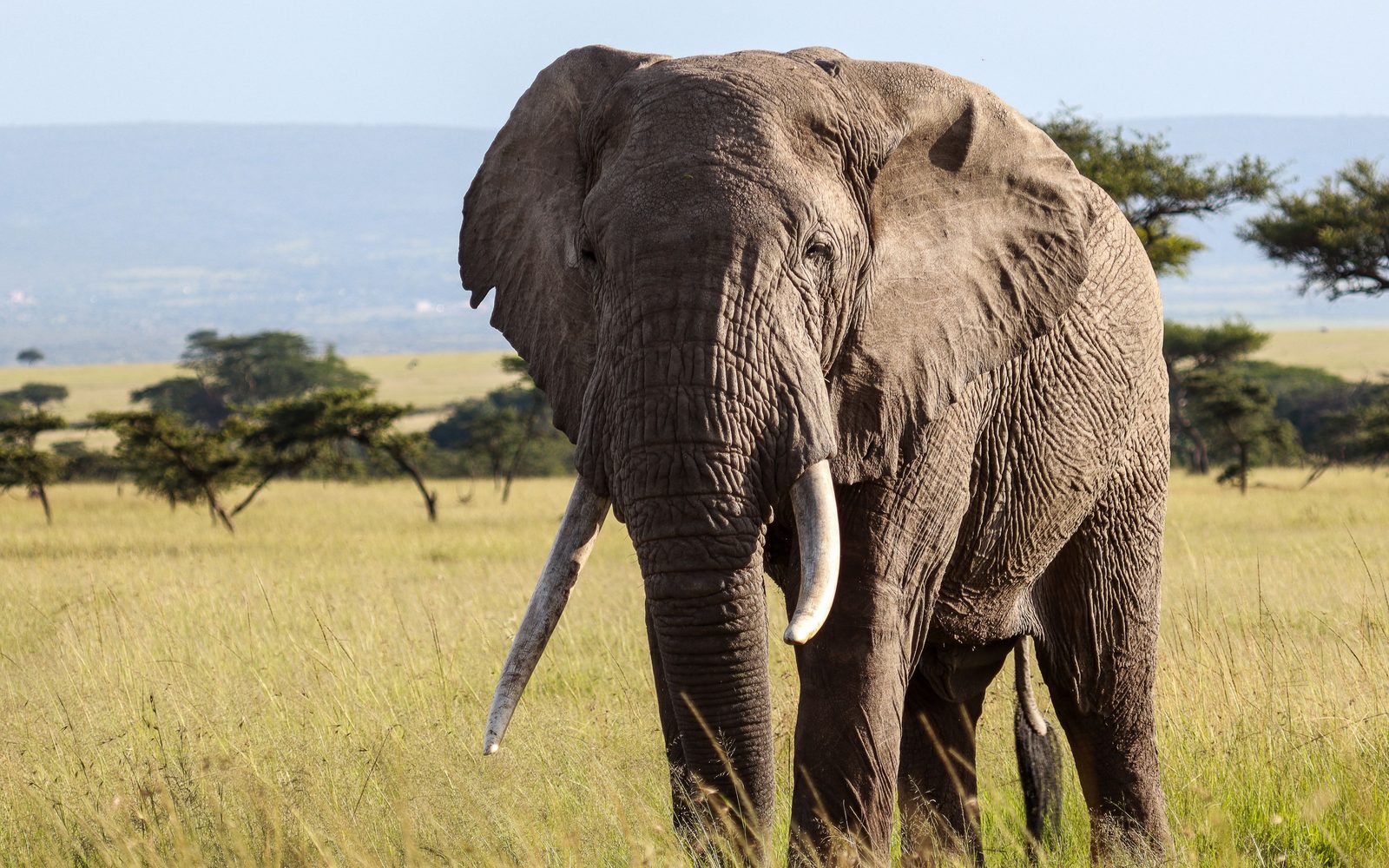 Close-up portrait of an African elephant