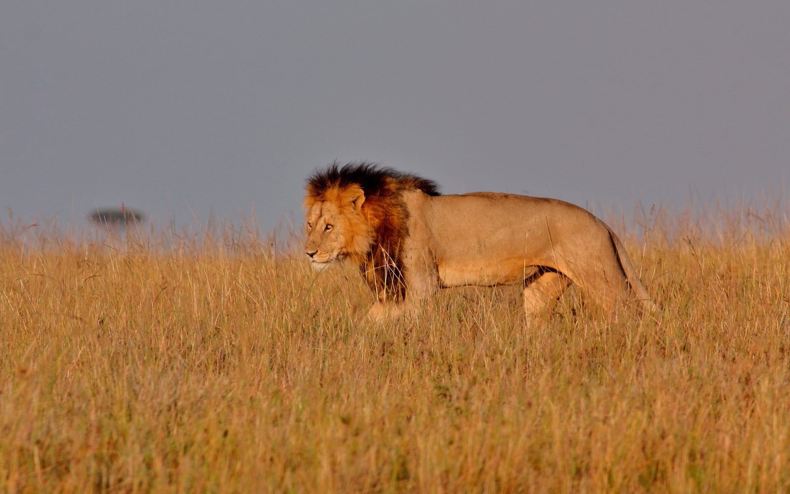 Lone lion walking through golden grass at dusk