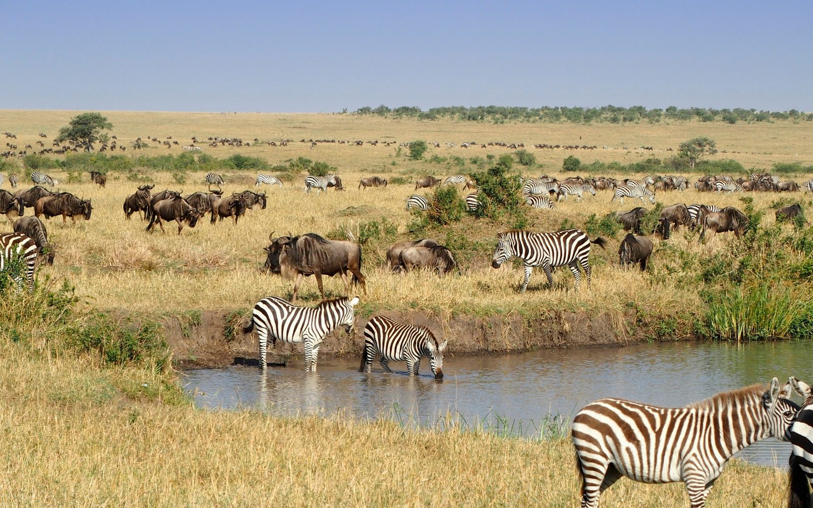 Zebras and wildebeest gathered at a watering hole