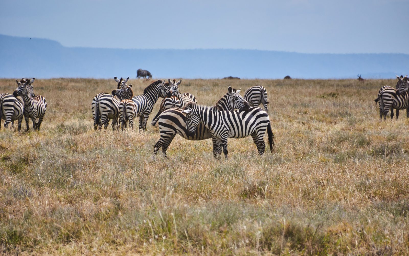 Zebras on open grassland with distant mountains