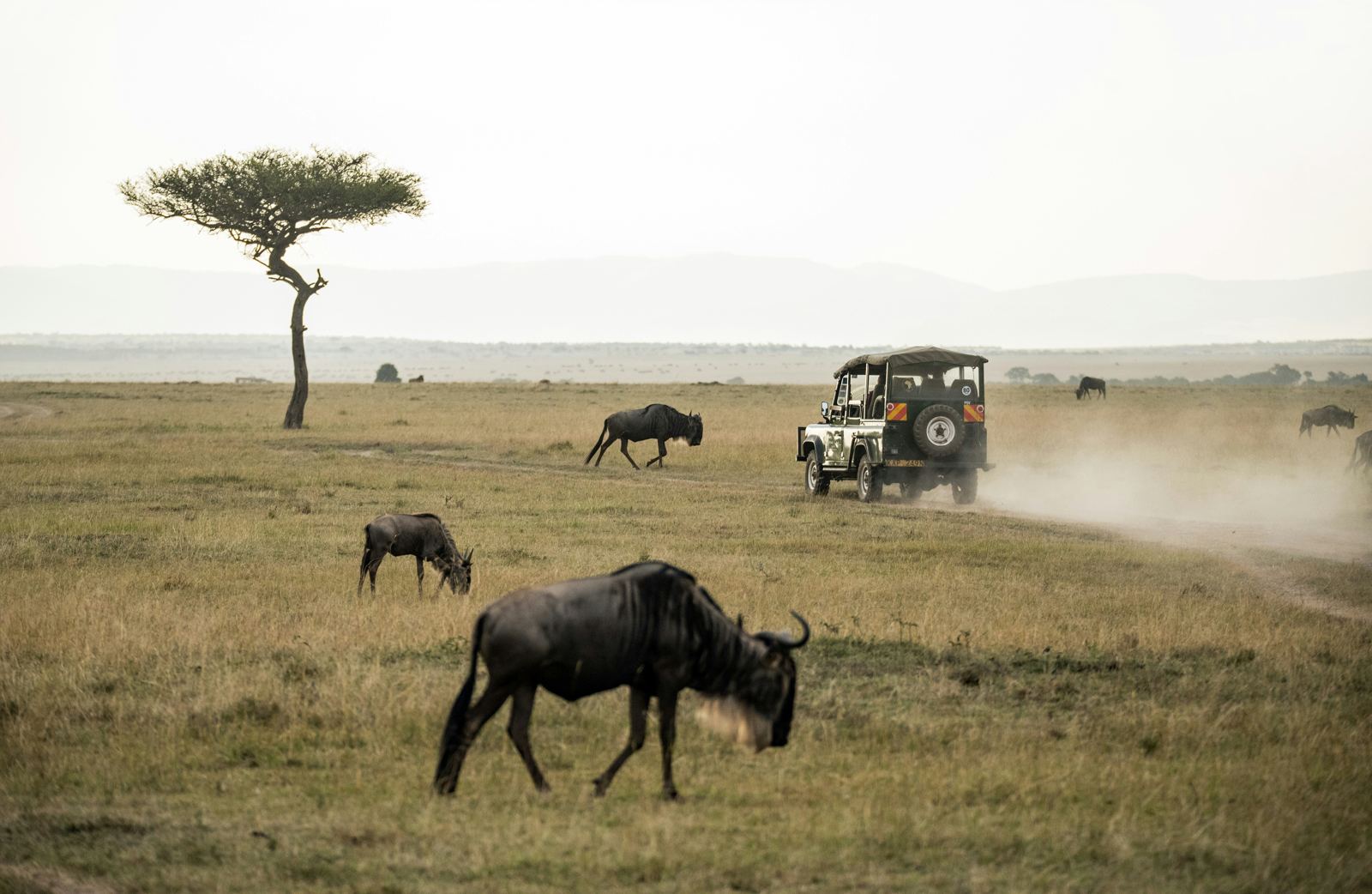 Safari jeep passing wildebeest under an acacia tree in the Maasai Mara