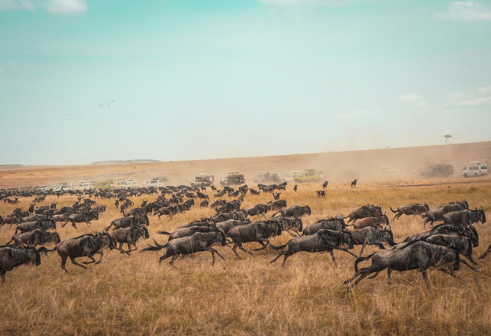 Wildebeest herd running across the Serengeti plains
