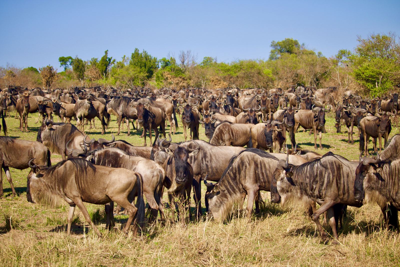 Wildebeest herd gathered on the Serengeti plains