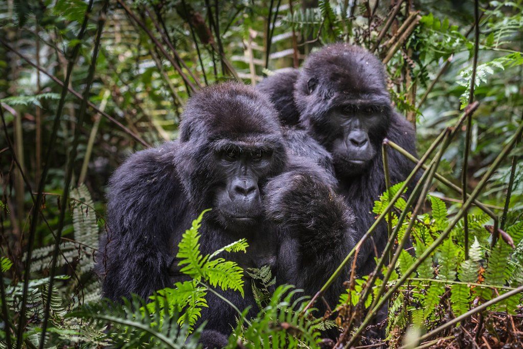 Two mountain gorillas resting among ferns in Bwindi Impenetrable Forest