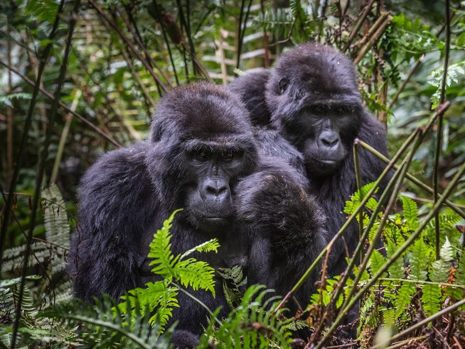 Mountain gorillas resting among ferns in Bwindi Impenetrable Forest